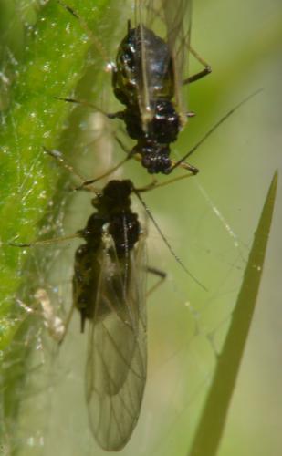 Brachycaudus cardui